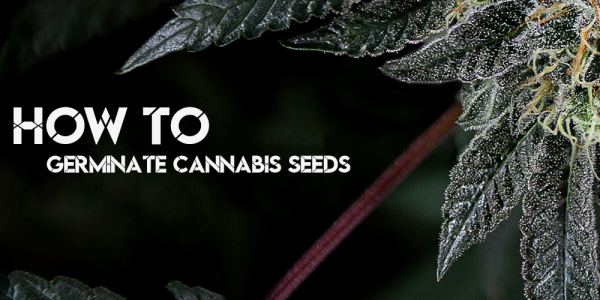 How To Germinate Cannabis Seeds
