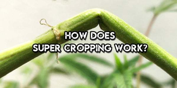 How Does Super Cropping Work?
