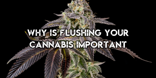 Why Is Flushing Your Cannabis Important?