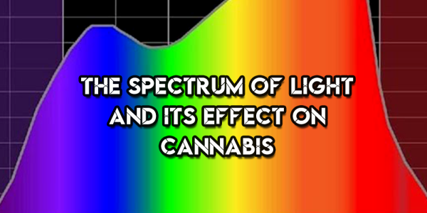 The Spectrum Of Light And Its Effect On Cannabis