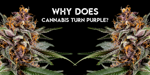 Why Does Cannabis Turn Purple?