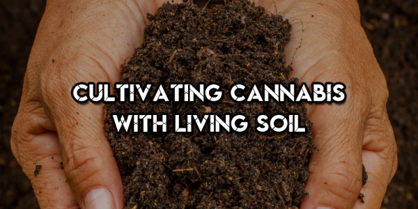 Cultivating Cannabis with Living Soil: Harnessing Organic Methods for Sustainable Growth