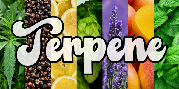 What Are Terpenes And How Do They Affect Cannabis?