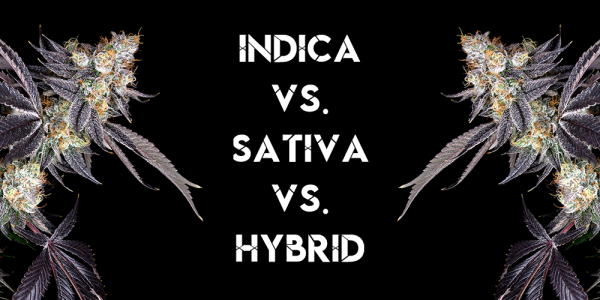 Indica Vs. Sativa Vs. Hybrid